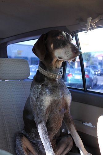 Lost German Shorthaired Pointer black and white named Bailey in Campbell River