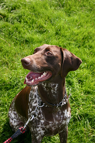 Daisy