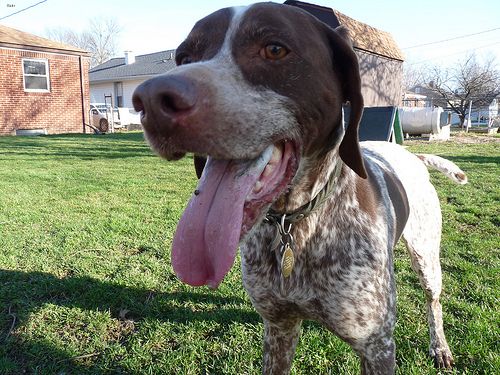 Lost German Shorthaired Pointer golden named Sadie in Charlottetown