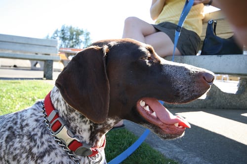 Lost German Shorthaired Pointer black named Buddy in Ottawa