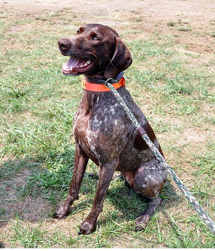 Lost German Shorthaired Pointer black and white named Zoey in Edmonton