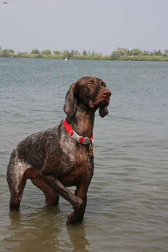 Lost German Shorthaired Pointer black and white named Rosie in Vancouver