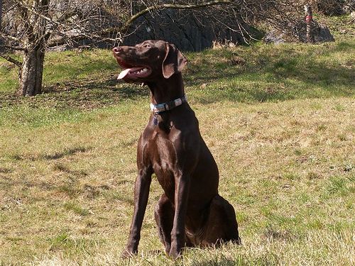Lost German Shorthaired Pointer cream named Bear in Swift Current