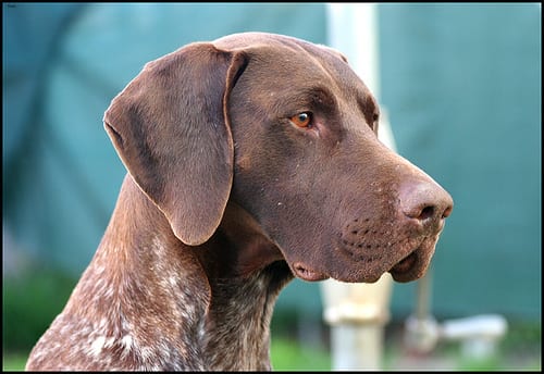 Lost German Shorthaired Pointer brown named Molly in Victoria