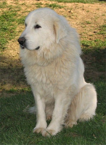 Lost Great Pyrenees brown named Luna in Oromocto
