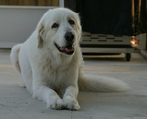 Bailey
