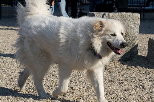 Lost Great Pyrenees black named Milo in Okotoks