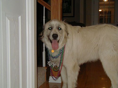 Lost Great Pyrenees golden named Daisy in Montréal