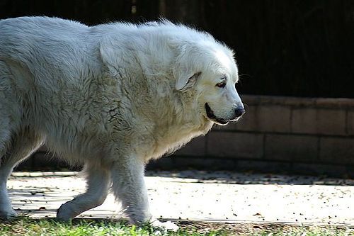 Lost Great Pyrenees grey named Bentley in Hamilton