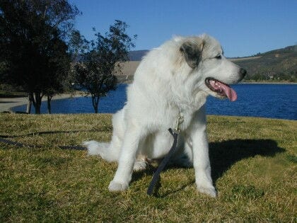 Lost Great Pyrenees tan named Milo in Winnipeg