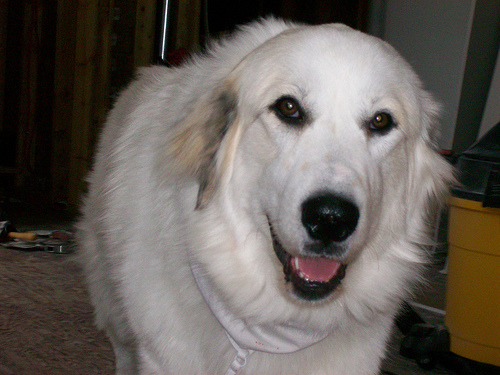 Lost Great Pyrenees golden named Rosie in Mississauga
