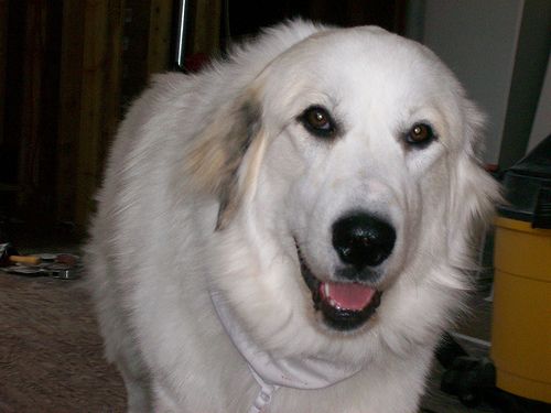 Lost Great Pyrenees brown named Rosie in Guelph