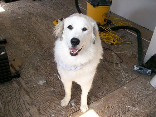 Lost Great Pyrenees brown and white named Cooper in Oshawa