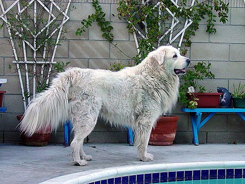 Lost Great Pyrenees chocolate named Winston in Oromocto