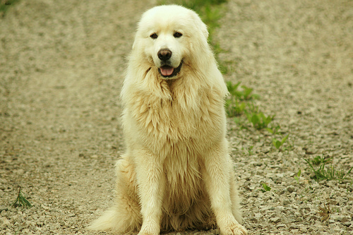 Lost Great Pyrenees white named Tucker in Trois-Rivières