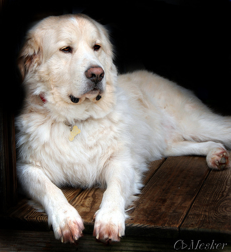 Lost Great Pyrenees brown named Finn in Vancouver
