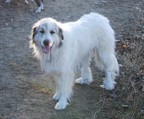 Lost Great Pyrenees white named Max in Sarnia
