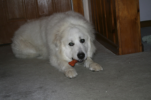 Winston
