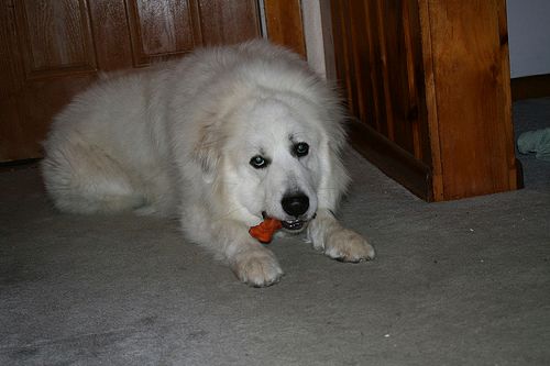 Lost Great Pyrenees brown and white named Duke in Innisfil