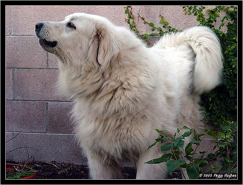 Winston