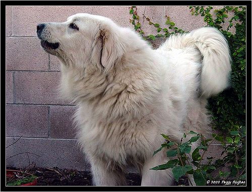 Lost Great Pyrenees black named Winston in Prince Albert