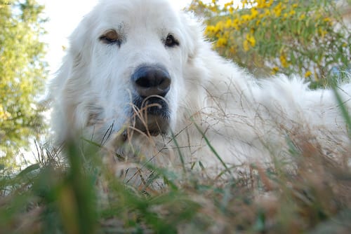 Lost Great Pyrenees white named Milo in Saint-Hyacinthe