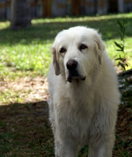 Lost Great Pyrenees golden named Buddy in Stratford