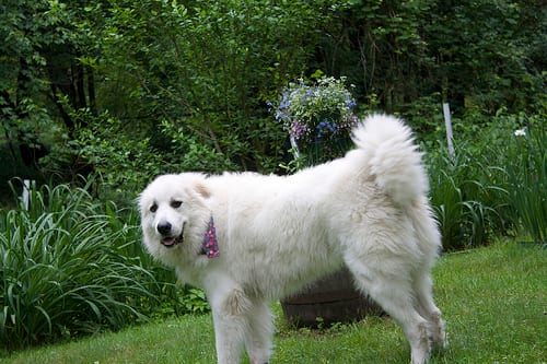 Lost Great Pyrenees brown named Rosie in Montréal