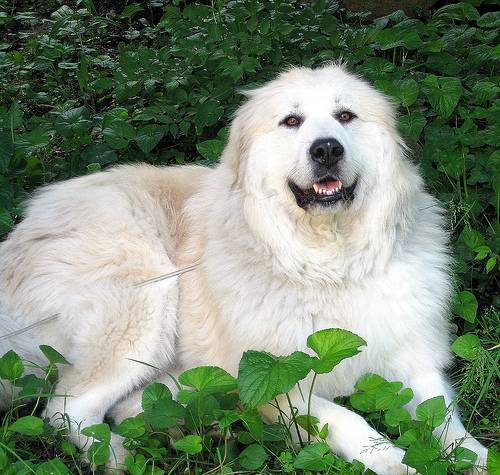 Lost Great Pyrenees white named Bentley in Kitchener