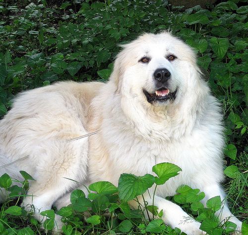 Lost Great Pyrenees white named Bentley in Kitchener