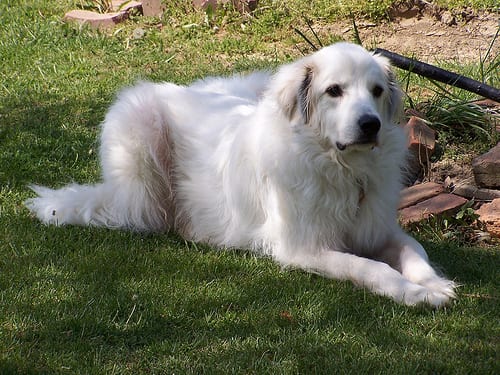 Lost Great Pyrenees black named Zoey in Mascouche