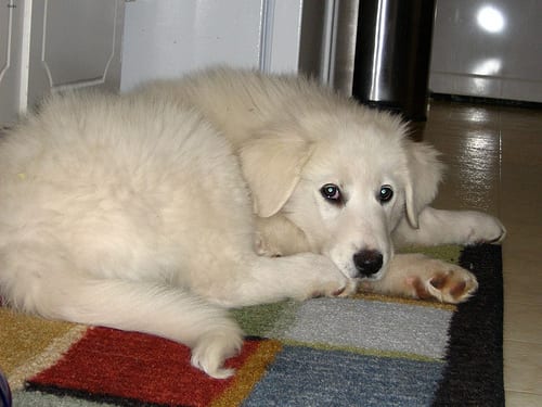 Lost Great Pyrenees brown named Bear in Sault Ste. Marie