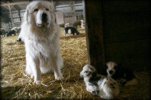 Lost Great Pyrenees brown and white named Hazel in Salaberry-de-Valleyfield