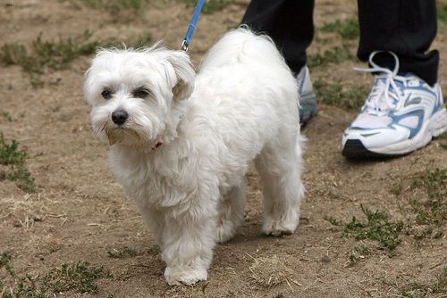 Lost Havanese grey named Finn in Richmond