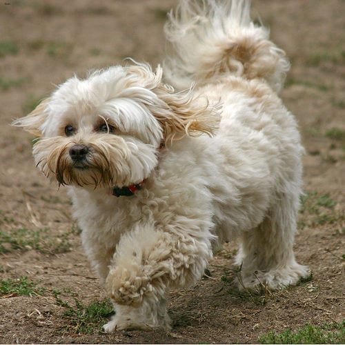 Lost Havanese golden named Buddy in Chilliwack