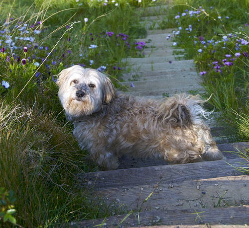 Lost Havanese golden named Bailey in Thunder Bay