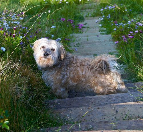 Lost Havanese brown named Max in Toronto