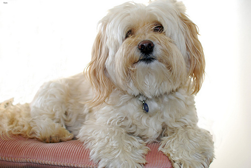 Lost Havanese brown named Bella in Milton