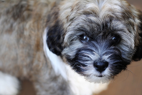 Lucy