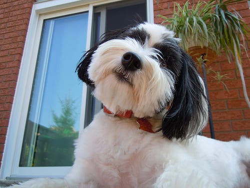 Lost Havanese brown and white named Oliver in Charlottetown