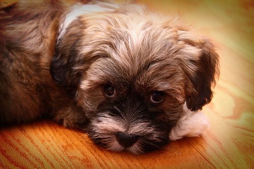 Lost Havanese white named Charlie in Vaughan