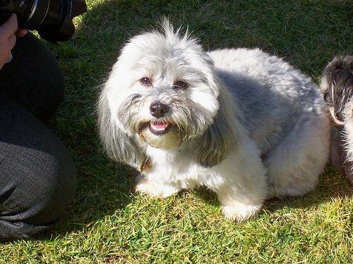 Lost Havanese black named Buddy in Orillia