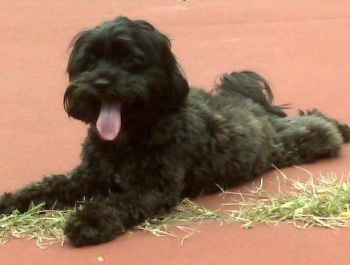 Lost Havanese brown named Bentley in Ottawa