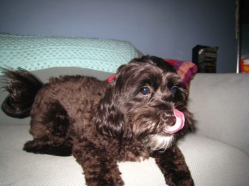 Lost Havanese chocolate named Ollie in Belleville