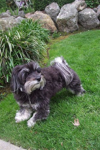 Lost Havanese cream named Rocky in Ottawa