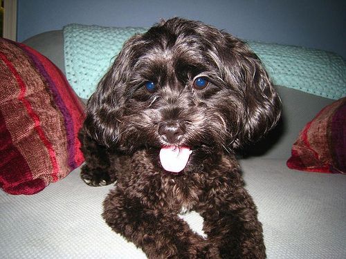 Lost Havanese black named Lucy in North Battleford