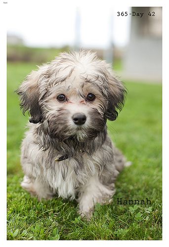 Lost Havanese brown and white named Bentley in Brantford
