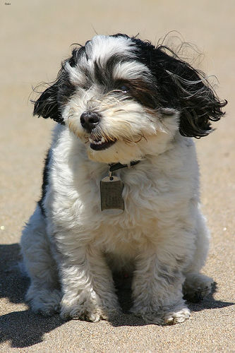 Lost Havanese tan named Maggie in New Glasgow