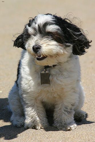 Lost Havanese tan named Maggie in New Glasgow