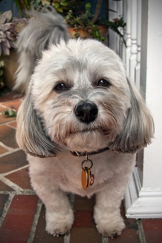 Lost Havanese golden named Lucy in Beaumont
